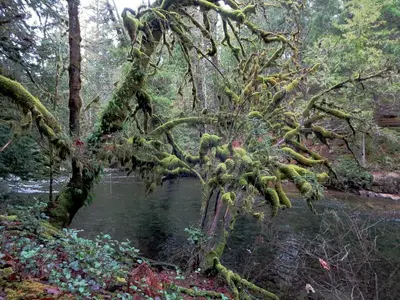Moss-laden Tree