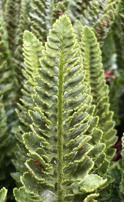 Polystichum lemmonii JHT IMG 7857