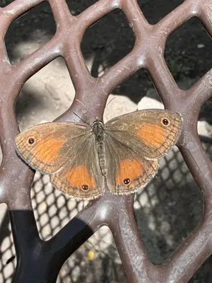Cissia cheneyorum 686769148