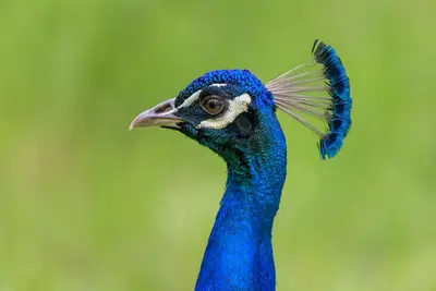 Indian Peacock (40563614163)