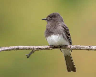 Black Phoebe (47549479561)