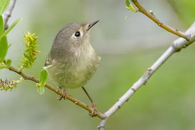 Ruby-crowned Kinglet (33665623488)