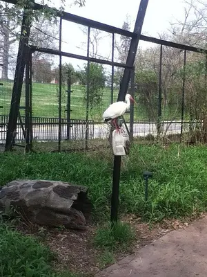 White ibis @ St Louis Zoo, Mo, USA 25 April 2014 Bananasoldier