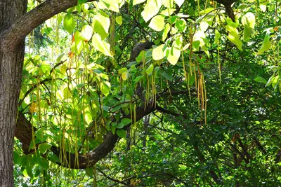 Catalpa leaves+pods 2103-10-11 1