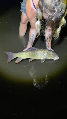 Moxostoma carinatum 153150190