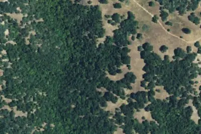 Lion Spring Camp