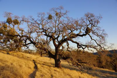 2011-12-04 Morgan Hill, Henry W. Coe State Wilderness Park 050 (6493299829)