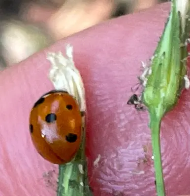 Coccinella septempunctata 218575937