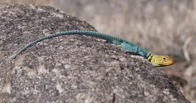 Crotaphytus collaris 78886649