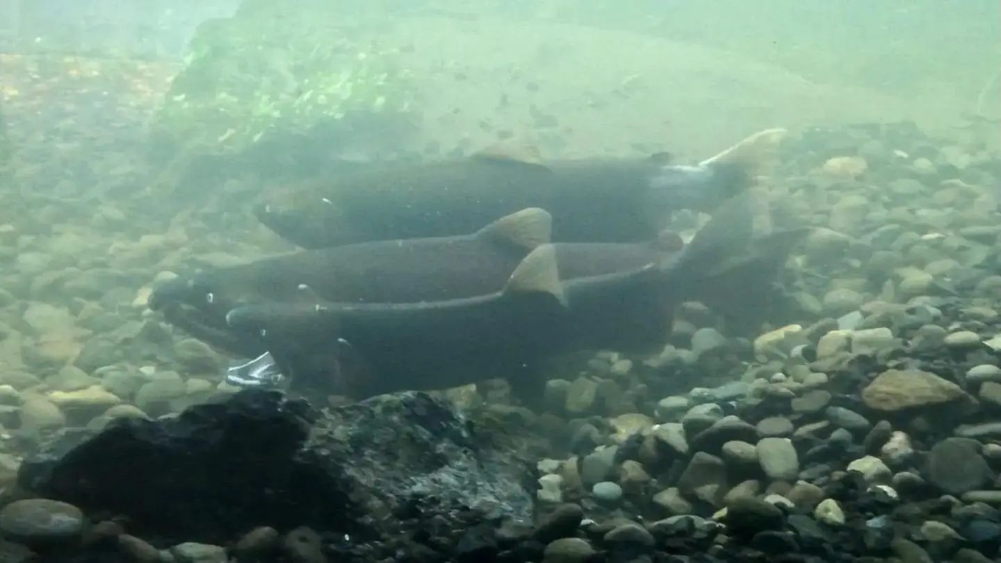 Fish Viewing Chamber
