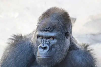 Sb Zoo 4 21 2016 (150399871)
