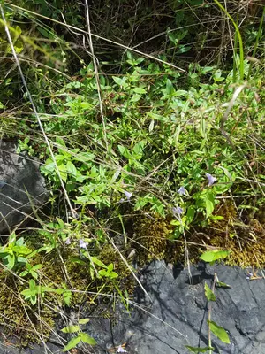 Clinopodium glabellum in mossy rock crevice
