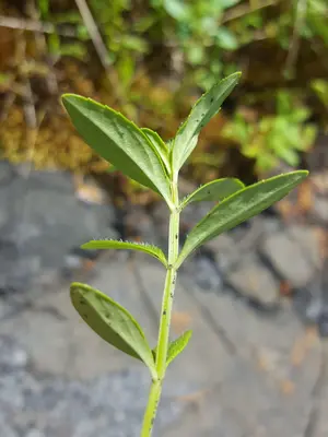 Clinopodium glabellum abaxial leaf surface