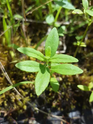 Clinopodium glabellum adaxial leaf surface
