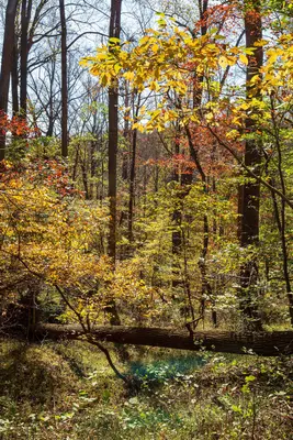 Patapsco Valley Forest in Autumn (52455510256)