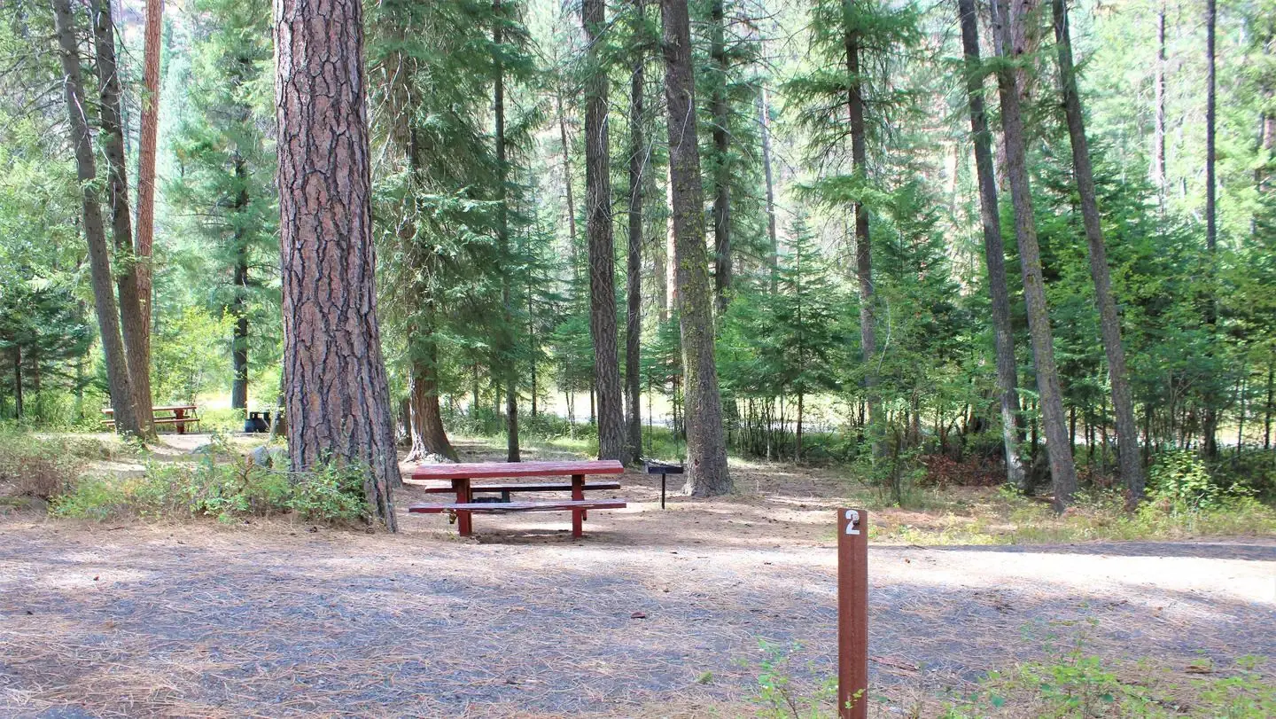 Forested campsite at Buckhorn Campground