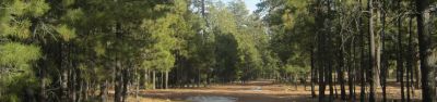 Black Canyon Rim Campground (Apache-Sitgreaves National Forest, AZ)