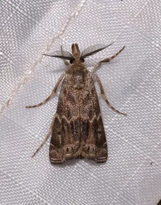 Prionapteryx indentella 02