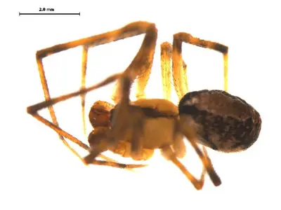 Canalidion montanum m4