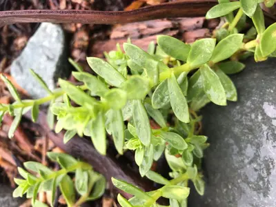 Honckenya peploides 97656531