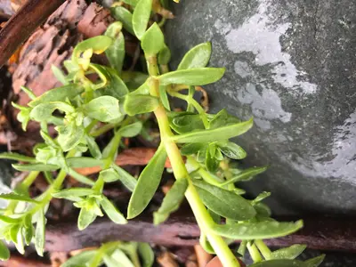Honckenya peploides 97656547