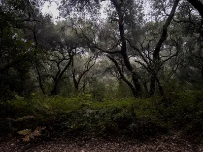 Morning in Henry Cowell Redwoods State Park