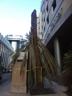 Snapped date palm Brickell Miami Hurricane Irma