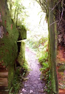 Gatton Creek Trail walking through Fallen Tree, Olympic National Forest (29208804585)
