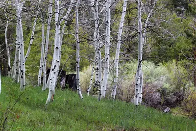 Aspen Grove (8761990548) (2)