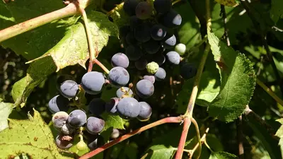 Wild Grapes on the Sheyenne National Grassland, North Dakota (51902523999)
