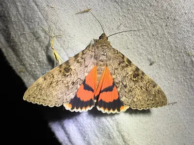 Catocala junctura 294276155