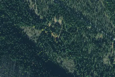 Tamarack 002b