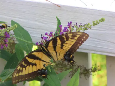 Papilio glaucus (28879131671)