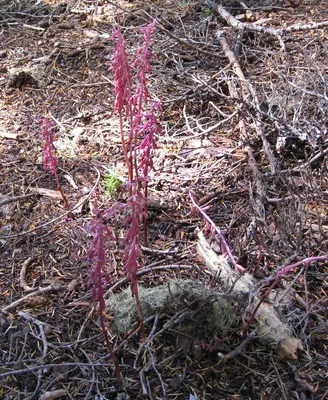 Corallorhiza mertensiana next to Talapus Lake (2916953057)