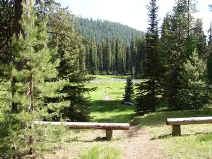 Trail through sunny meadow encircled by conifer forest with hill and bright sky in background.
