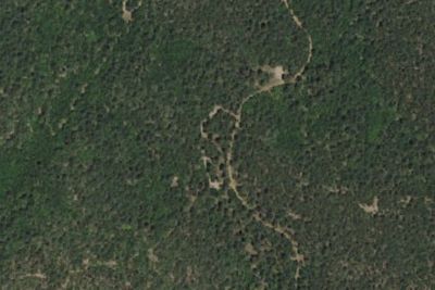 Bosque