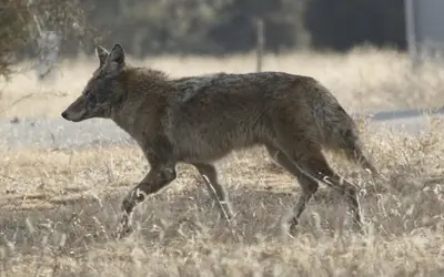 Coyote (11460121984)