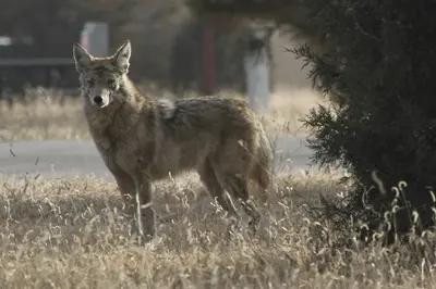 Coyote (11460123074)