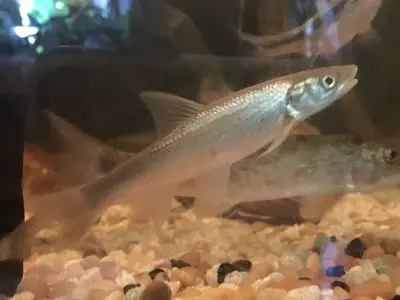 Flathead chub