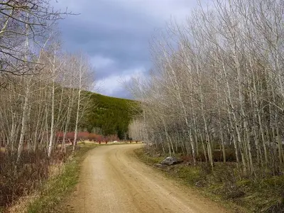 Tree lined road into Circle Park Campground