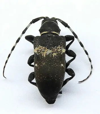 Coenopoeus palmeri 255016280