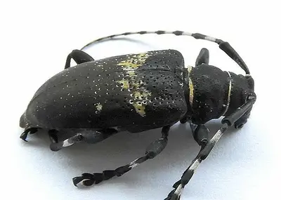 Coenopoeus palmeri 255016476