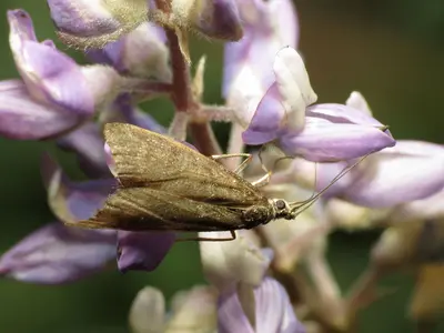 Moth (15025341610)