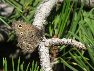 Small Wood-nymph (15189006586)