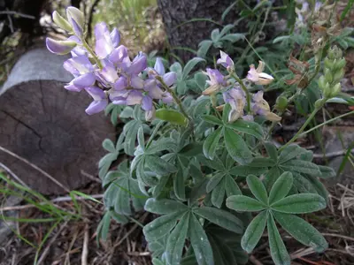 Lupine (15034630987)
