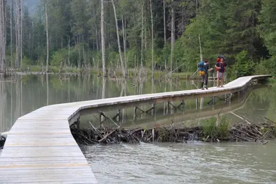 Two hikers walk in the distance on an elevated boardwalk spanning a beaver damn and flooded pool.