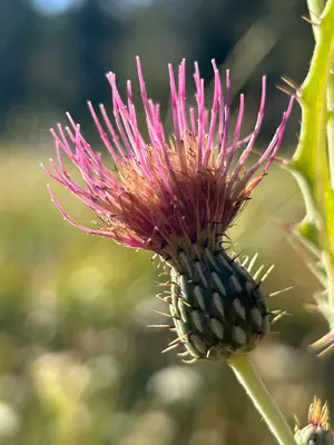 Cirsium douglasii 546400739