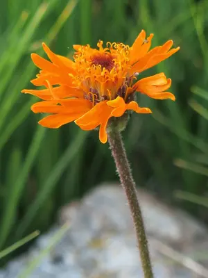 Raillardella pringlei