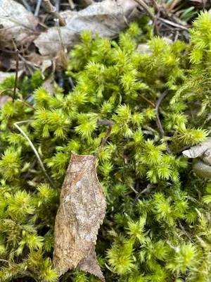 Hylocomiadelphus triquetrus 128978553