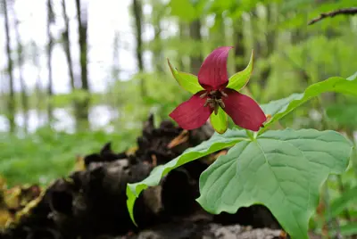 Purple Trilliums (8732202646)